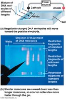 Gel electrophoresis of DNA fragments
