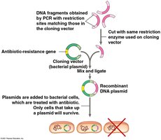 PCR product cloning and selection