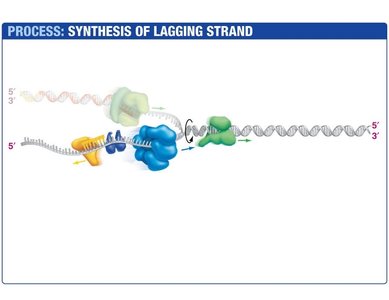 Primase synthesizes RNA primer for lagging strand