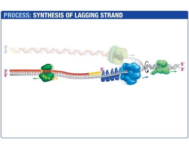 Primer replaced by DNA polymerase I