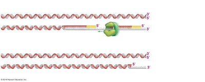 Unreplicated end of lagging strand