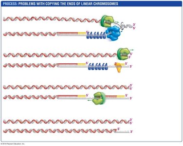 Summary of problems with copying chromosome ends