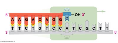 DNA polymerase adds a mismatched base