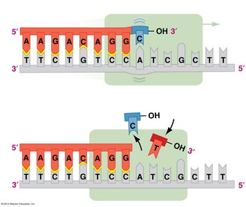 DNA polymerase detects and corrects mistake
