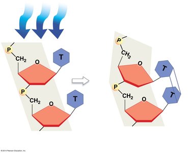Thymine dimer formation by UV light
