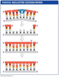 Nucleotide excision repair process