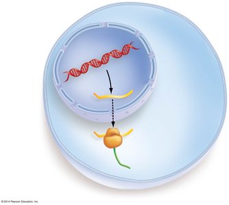 Central dogma: DNA to RNA to protein