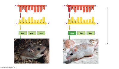 Genotype to phenotype: DNA to protein to trait