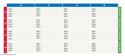Genetic code chart