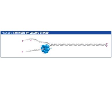 Helicase opens the double helix during DNA replication
