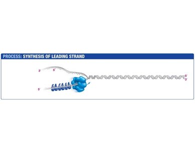 SSBPs stabilize single strands during DNA replication