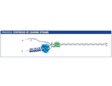 Topoisomerase relieves twisting forces during DNA replication