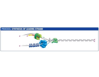 DNA polymerase begins leading strand synthesis
