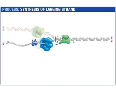 Lagging strand synthesized in fragments