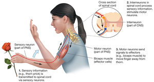 Reflex arc showing sensory neuron, interneuron, and motor neuron in response to a painful stimulus