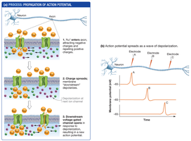 Process of action potential propagation along an axon