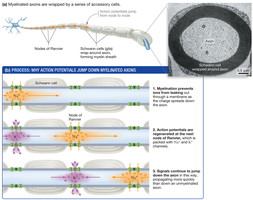 Action potential propagation in myelinated axons