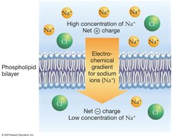 Electrochemical gradient for sodium ions across a phospholipid bilayer