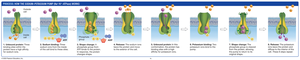 Mechanism of the Na+/K+ ATPase pump