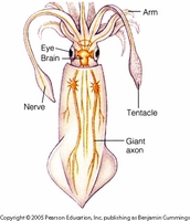 Diagram of squid showing location of giant axon