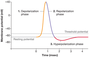 Graph showing the three phases of an action potential