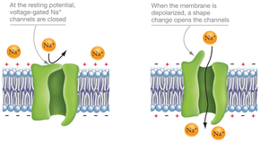 Voltage-gated sodium channel opening in response to depolarization