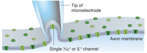Patch clamp technique isolating a single ion channel