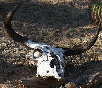 Animal skull, representing remains for decomposition