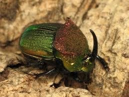 Dung beetle, a detritivore