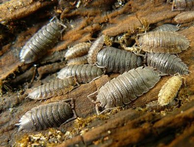 Isopods, detritivores involved in decomposition