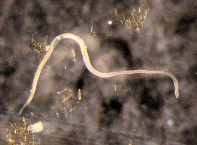 Nematode worm, microfauna involved in decomposition