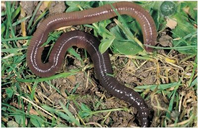 Earthworm, macrofauna involved in decomposition