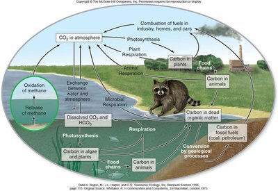 Diagram of the carbon cycle showing pathways between atmosphere, plants, animals, and fossil fuels