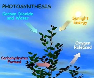 Photosynthesis: Carbon dioxide and water are converted to carbohydrates and oxygen using sunlight energy