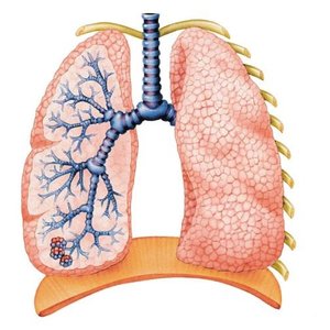 Human lungs, representing respiration and gas exchange
