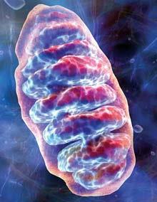 Mitochondrion, the site of cellular respiration