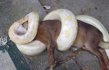 Snake consuming prey, illustrating transfer of organic carbon