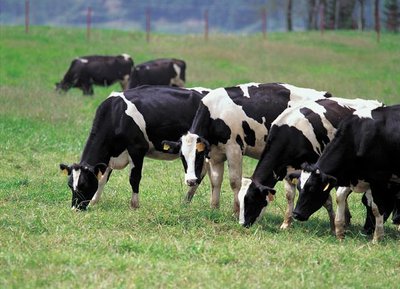 Cows grazing, representing consumption of plant material