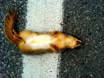 Dead animal, representing organic material for decomposition