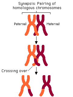 Crossing over during Prophase I
