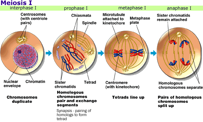 Anaphase I separation