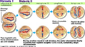 Metaphase II