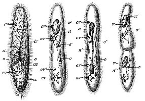 Asexual reproduction in Paramecium