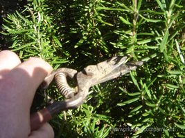 Plant cutting for asexual reproduction