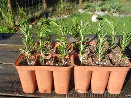 Clonal plantlets from asexual reproduction