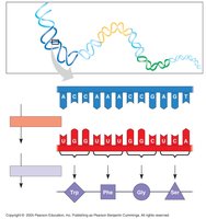 Genes on chromosomes