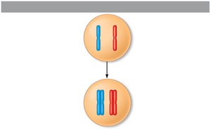 Chromosome duplication and meiosis overview