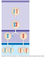 Overview of meiosis