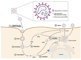 Diagram of hantavirus structure and replication cycle