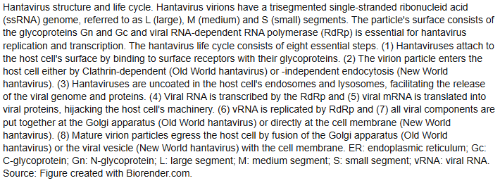Text description of hantavirus structure and life cycle